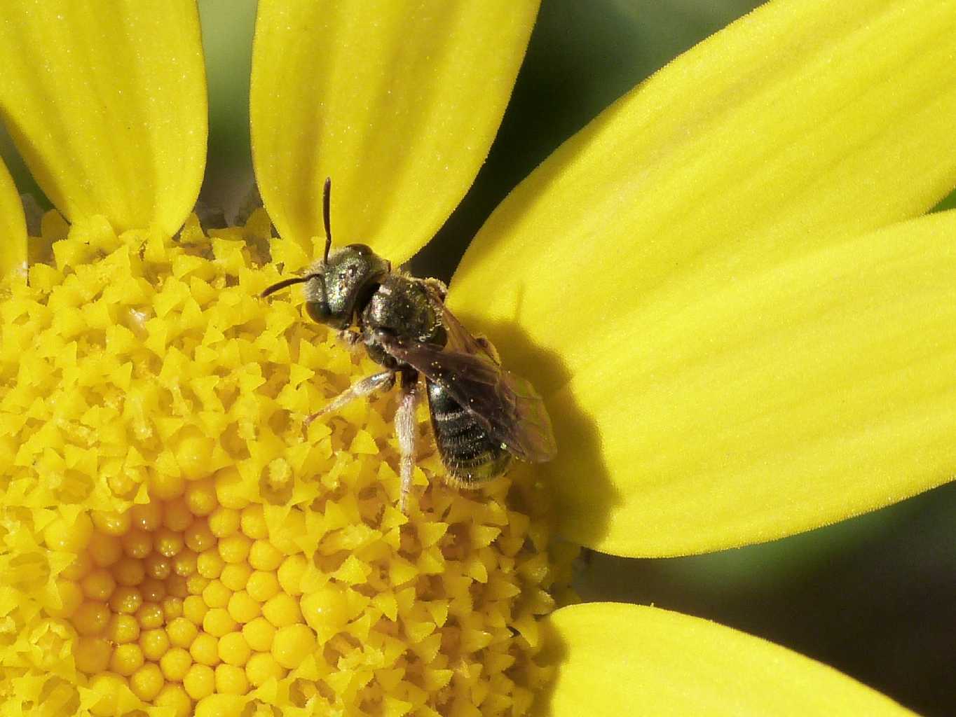 Ceratina cucurbitina? No. Halictus cfr gemmeus